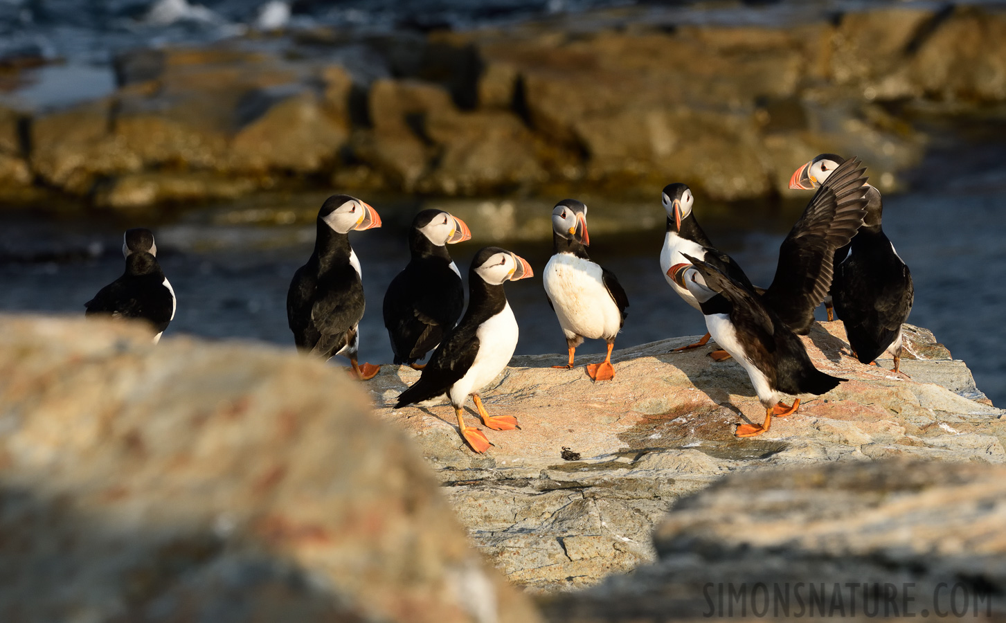 Fratercula arctica [240 mm, 1/500 sec at f / 11, ISO 1000]